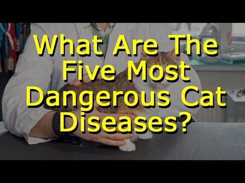 What Are The Five Most Dangerous Cat Diseases?