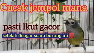 Download lagu Suara burung Opior gacor Atau juga Cucak jempol @ponirankwokchannel mp3