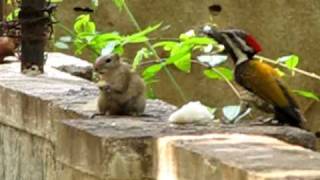 Odd couple 2 - Palm squirrel and black rumped flameback dine together