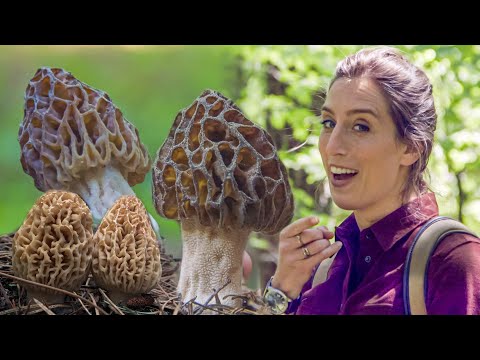 image-Can you eat yellow morels?