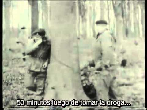 Los cobayas humanos del LSD