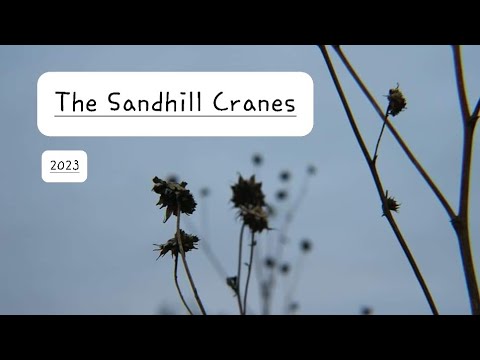 The Sandhill Cranes In Kearney Nebraska | Sandhill Cranes 2023