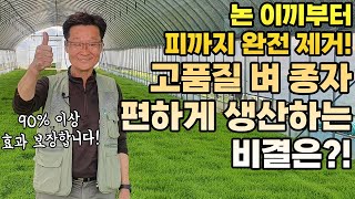 논 잡초 제거 95% 이상 없애는 법 피 & 이끼 제거 노하우 공개