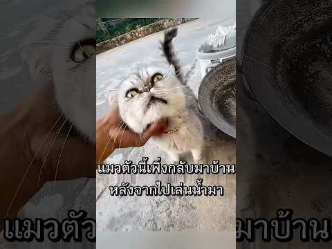 แมวทำเหมือนรู้ความลับ ก่อนพาไปเจอบางอย่าง