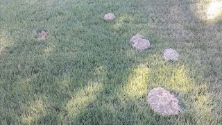 Q&A - What is making dirt mounds in my yard?