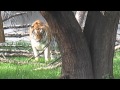 The Roar Of The Tiger