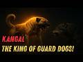 Kangal The King Of Guard Dogs Unmatched Power And Courage