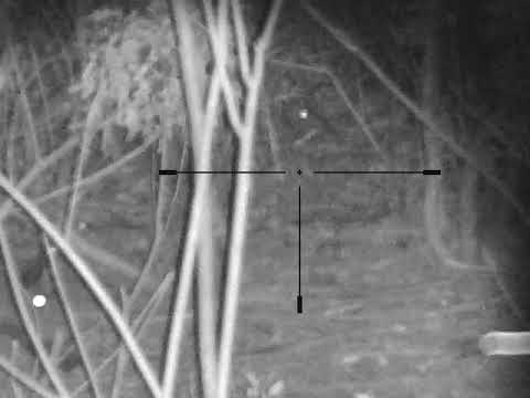 Vepar 250+ kg Wild boar 250+kg