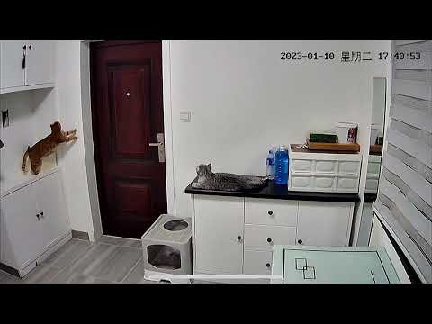 Smart cat opens door for owner who forgot keys