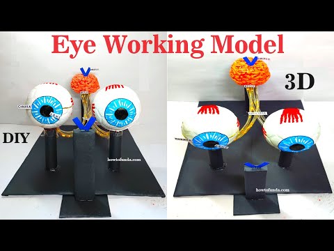 brain working model 3d science project for exhibition in simple and easy diy parts craftpiller