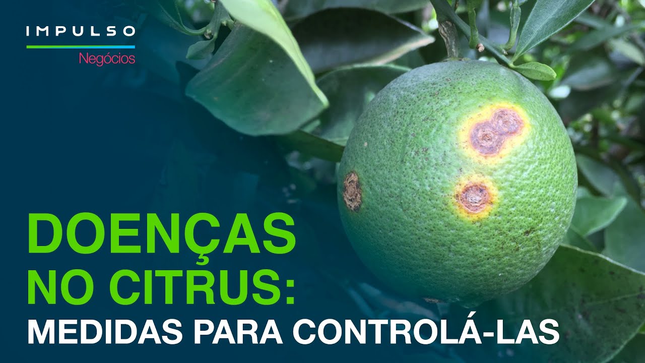 Doenças de Citrus: Quais as Principais e Como Realizar o Controle | Impulso Negócios EP. 50