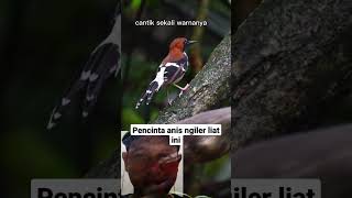 Download lagu Burung anis macan gacor di alam liar #shorts #burung mp3