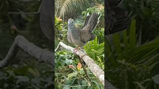 Download lagu MP3 Suara Burung Perkutut Pikat mp3 Download lagu MP3 Suara Burung Perkutut Pikat mp3