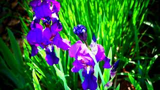 Spring Time 2020