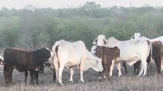 F1 Brafords and the Brahman mamas who raised them!!! 90 cows