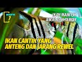 Apakah Angel Fish Termasuk Ikan Hias Air Tawar