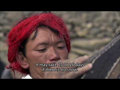 Life in Himalaya Dolpo Nepal.  #upperdolpo #himalayan #nepal #documentary #flim #urbgd