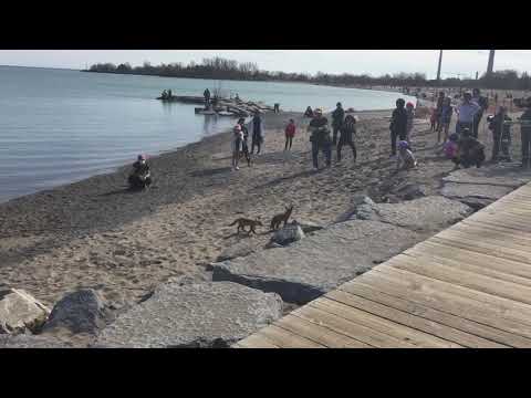 Fox Cubs at Toronto's Busy Woodbine Beach, May 3, 2020