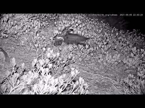 Cahow Cam2 Chick Fledges From Nonsuch Island, Bermuda! – June 5, 2021