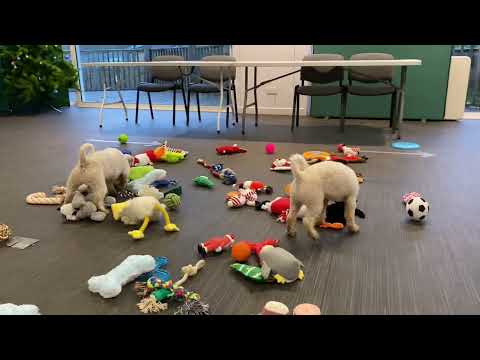 Pick your own Christmas present!! 2021 🎁🐶