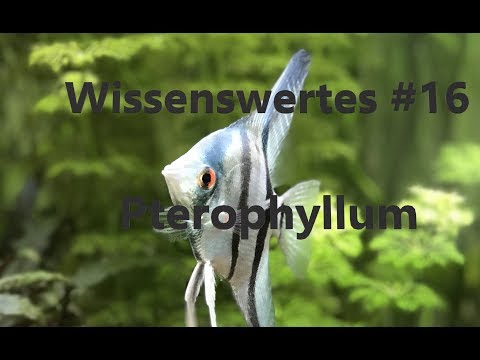 The Angelfish | Interesting Facts #16