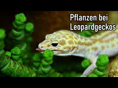 Pflanzen bei Leopardgeckos || akinapets