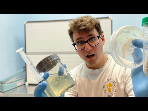 Agar vs. LC (Liquid Culture) Cultivating mushrooms and using different media to grow mycelium