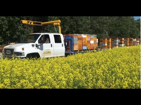 , title : 'Honey Harvest in FULL Swing - 07/24/2019'