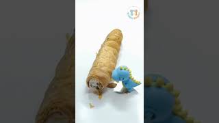 Zubu eats Moreish Cream roll #asmreating #shorts  #satisfying #toys #creamrolls