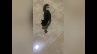 Frock & Cat playing  🤽
