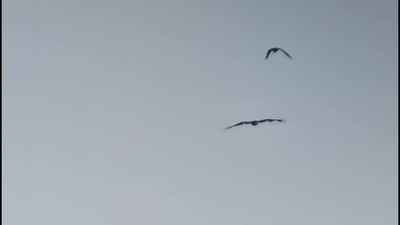 Greater Spotted Eagle - full - Kirkkonummi 22