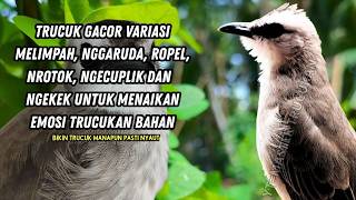 Download lagu Trucukan GACOR ngalas ROPEL PANJANG suara alam AMPUH buat pancingan jadikan trucuk Gacor GARUDA mp3 Download lagu Trucukan GACOR ngalas ROPEL PANJANG suara alam AMPUH buat pancingan jadikan trucuk Gacor GARUDA mp3