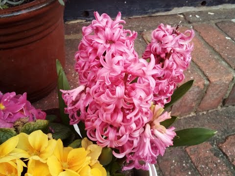 Andrew Deaville: Don't be a fool, get wisdom!