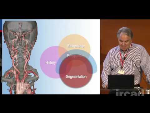 Internal carotid artery - neuroanatomical perspectives and surgical considerations