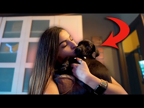 HO REGALATO UN CUCCIOLO DI CANE alla MIA RAGAZZA!!😍 *la sua reazione*