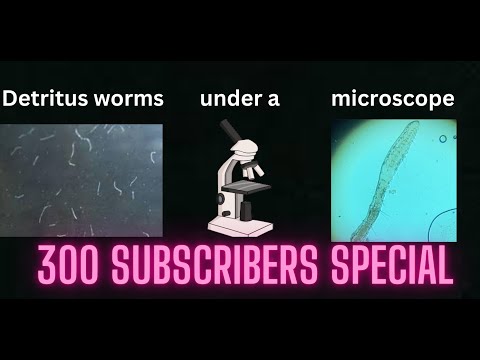Looking at Detritus Worms under a microscope (300 subs special) #microscope #worm #special