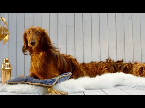 Sioo:x reklamfilm tax