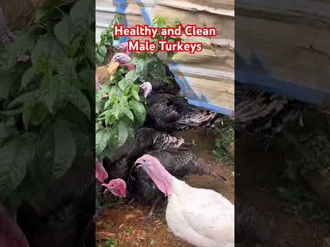 Raising Healthy and Clean Male Turkeys/ Profitable Turkey Farming