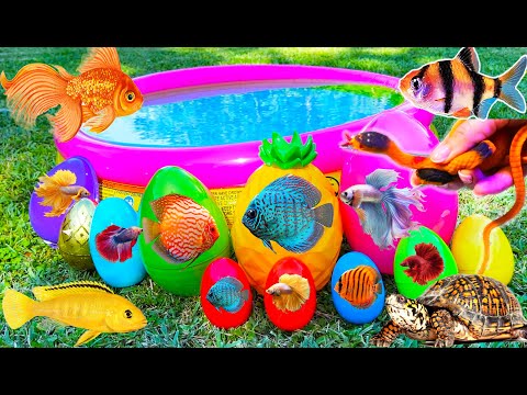 Colourful surprise eggs, crayfish, koi, angelfish, betta fish, goldfish, glofish tetra in the pool