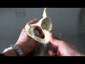 SKELETAL SYSTEM ANATOMY: Pelvic girdle, os coxa, coaxial bone, hip bone