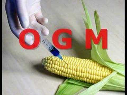 pourquoi les ogm sont mauvais pour la santé