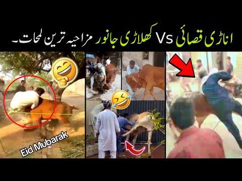 Anari Qasai Vs Khiladi Qurbani Animals Funny Videos 😅😜 | funny qurbani animals