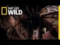 A Marvelous Moth | Wild Thailand