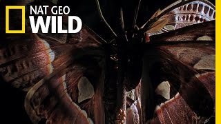 A Marvelous Moth | Wild Thailand