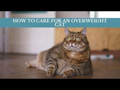 How to care for an overweight cat Updated 2021