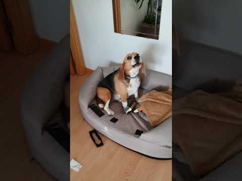 Beagle en acción  🤩🤩🤩🤩