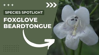 Species Spotlight | Foxglove Beardtongue (Penstemon digitalis)