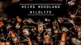 WILDLIFE PHOTOGRAPHY - Ants, Newts and a mystery