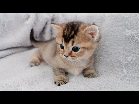 A kitten disappointed by mother cat for some reason...