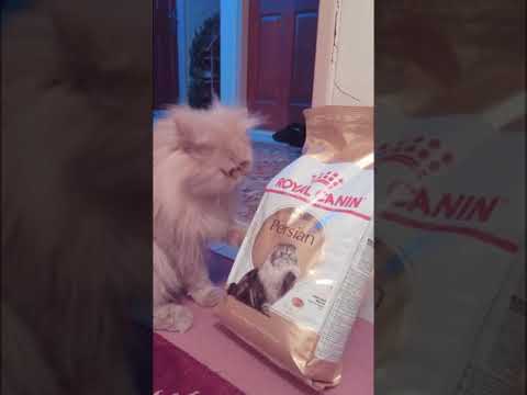 Persian cat loves Royal Canin